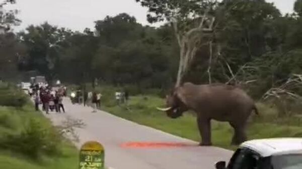 #viral | Elephant Spares Man’s Life in India at the Last Moment - Sputnik Africa