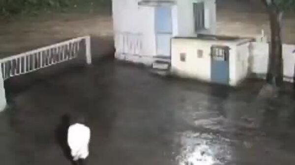 #viral | Lion Flees in Terror From Indian Worker - Sputnik Africa