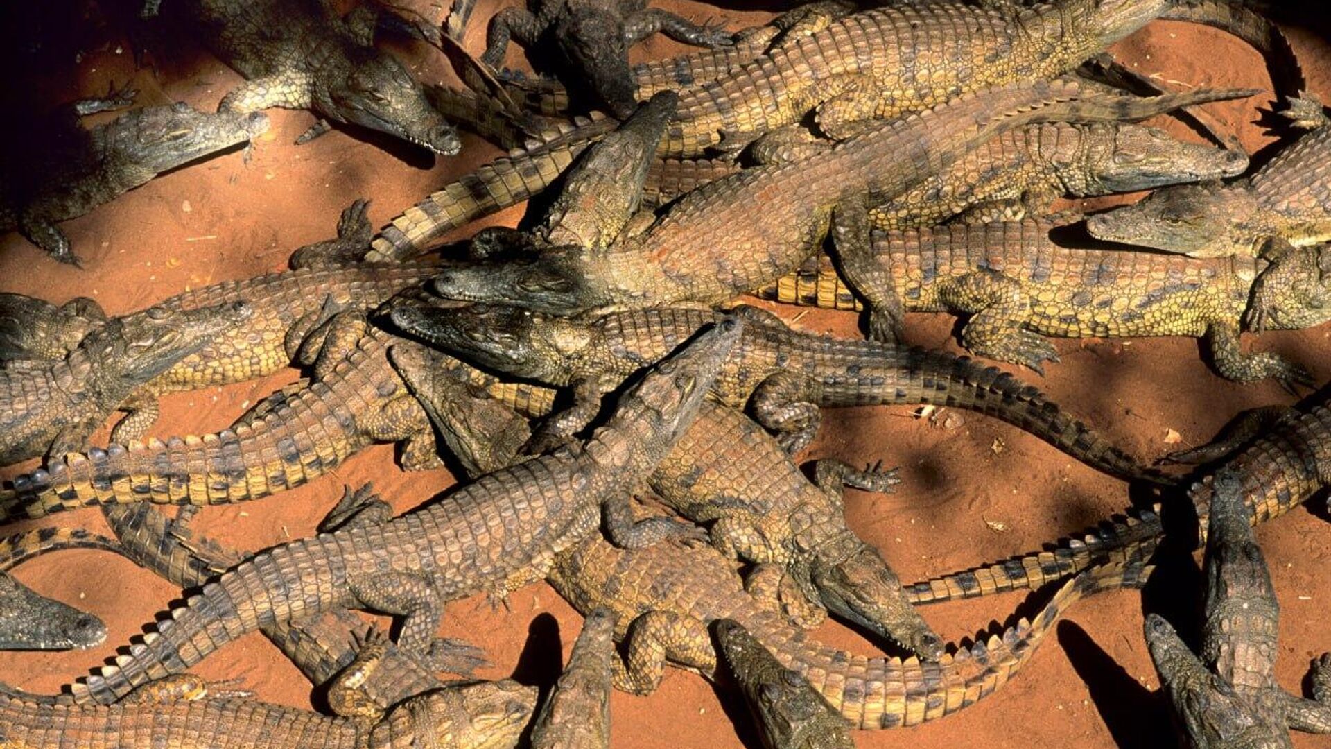 Zimbabwe's Crocodile Farming Industry Boosts Economy Through High-Quality Skin Exports Zimbabwe's Crocodile Farming Industry Boosts Economy Through High-Quality Skin Exports - Sputnik Africa, 1920, 12.08.2025