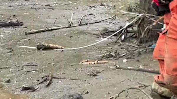 Ce chien a passé plus de 30 heures piégé dans la boue avant d'être sauvé - Sputnik Afrique