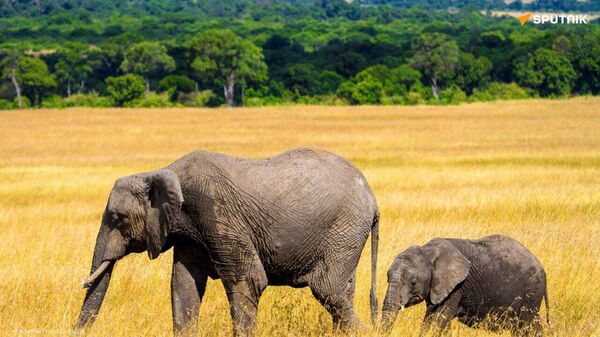 Where Elephants Belong: Ethical Parks & Reserves - Sputnik Africa