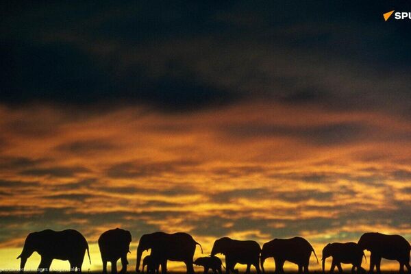Where Elephants Belong: Ethical Parks & Reserves Where Elephants Belong: Ethical Parks & Reserves - Sputnik Africa