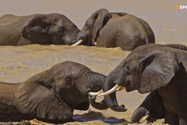 Where Elephants Belong: Ethical Parks & Reserves Where Elephants Belong: Ethical Parks & Reserves - Sputnik Africa