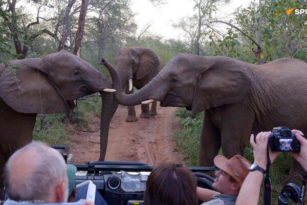 Where Elephants Belong: Ethical Parks & Reserves Where Elephants Belong: Ethical Parks & Reserves - Sputnik Africa