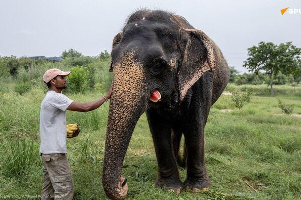 Where Elephants Belong: Ethical Parks & Reserves Where Elephants Belong: Ethical Parks & Reserves - Sputnik Africa