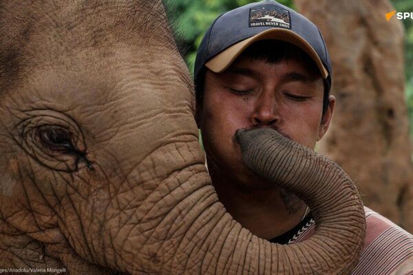 Where Elephants Belong: Ethical Parks & Reserves Where Elephants Belong: Ethical Parks & Reserves - Sputnik Africa