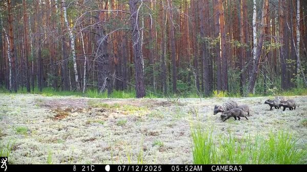 #viral | Six Tiny Tails, One Busy Mama: Raccoon Dog Family Caught on Camera - Sputnik Africa
