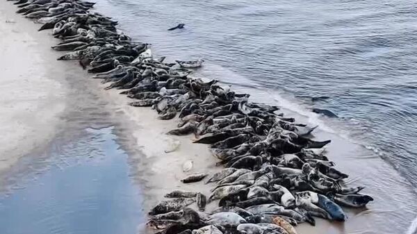 Pendant que tu bosses, 800 phoques se la coulent douce sur une plage de la mer Baltique - Sputnik Afrique