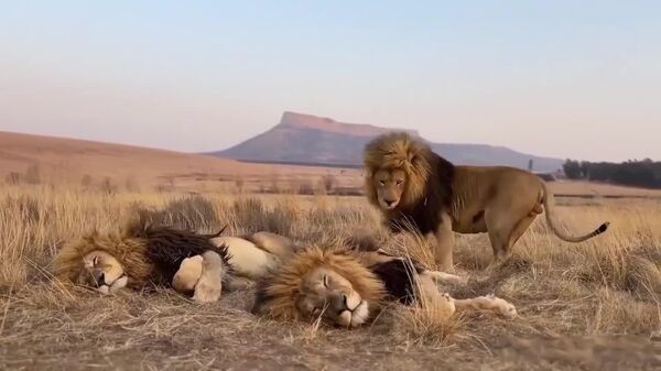 #viral | Three Lion Brothers Have No Place to Lie Down in the Entire Savannah - Sputnik Africa