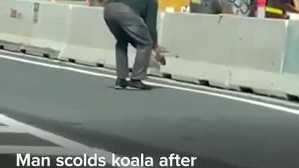 Quand un koala se fait gronder sur la route - Sputnik Afrique
