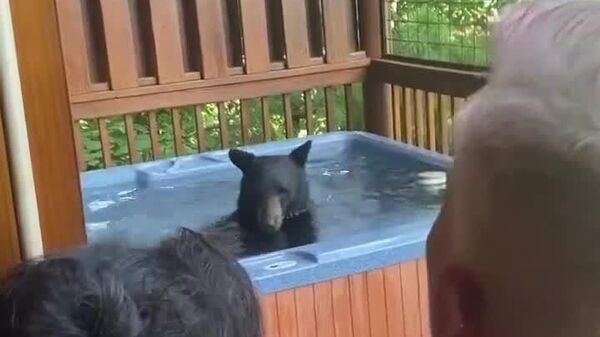 Un ours noir s'est introduit dans un jacuzzi dans le Tennessee - Sputnik Afrique