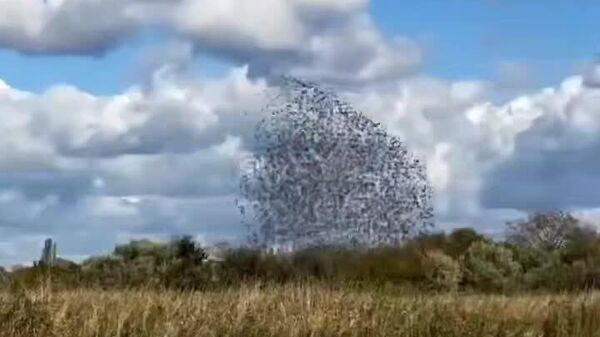 #viral | Avian Ballet: Watch Siberia’s Birds Paint the Sky in Mesmerizing Motion - Sputnik Africa