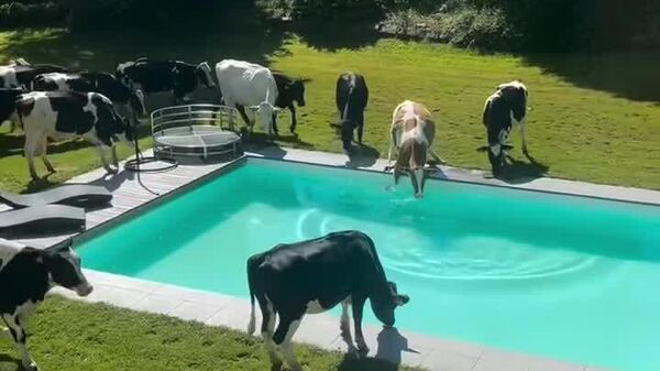 Dolce vita animale: des vaches inondent une piscine privée en Autriche - Sputnik Afrique