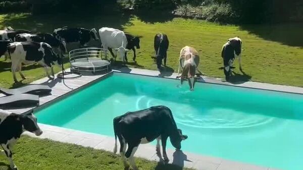 #viral | Cows Crash Pool Party in Austria - Sputnik Africa