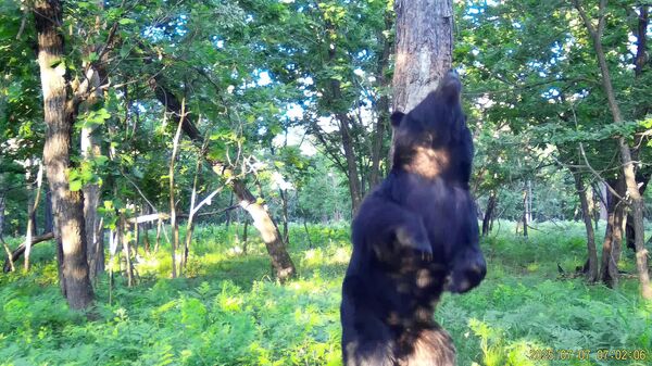 #viral | Bear’s Emotional Dance Caught on Camera in Russian Wilds - Sputnik Africa