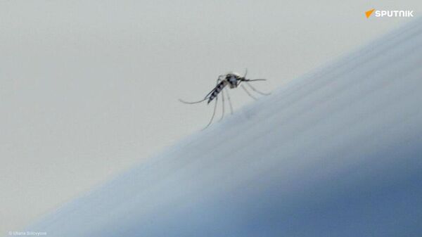 Le Burkina Faso dit STOP aux moustiques génétiquement modifiés de Bill Gates - Sputnik Afrique