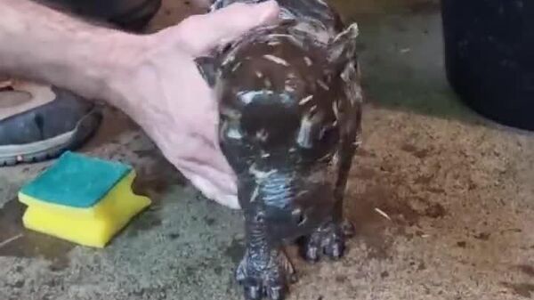 #viral | Tiny Titan on the Move: Berlin's Beloved Dwarf Hippo Tony is Heading to France - Sputnik Africa