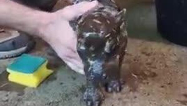 Le voyage de Toni: de Berlin à un avenir amoureux en France - Sputnik Afrique