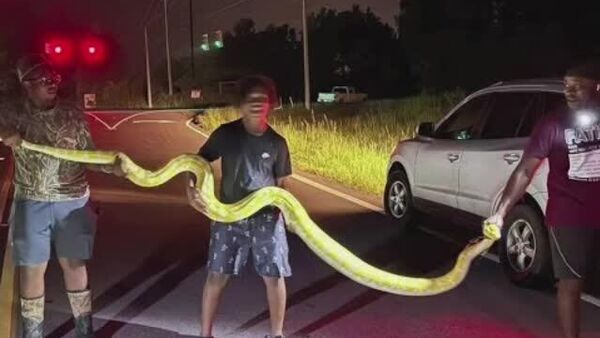 Trois hommes font le buzz sur le web après avoir lutté contre un python de 3,6 mètres - Sputnik Afrique