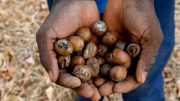 Tinubu Imposes Six-Month Ban on Raw Shea Nut Exports to Boost Local Industry - Sputnik Africa