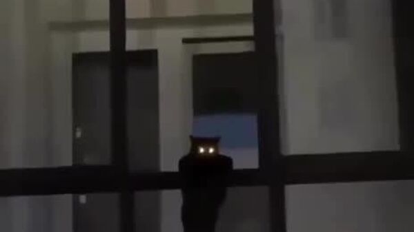 #viral | ‍⬛ 'Vampire' Sighting in Russia Sends Shivers – Turns Out, It Was Just a Cat - Sputnik Africa