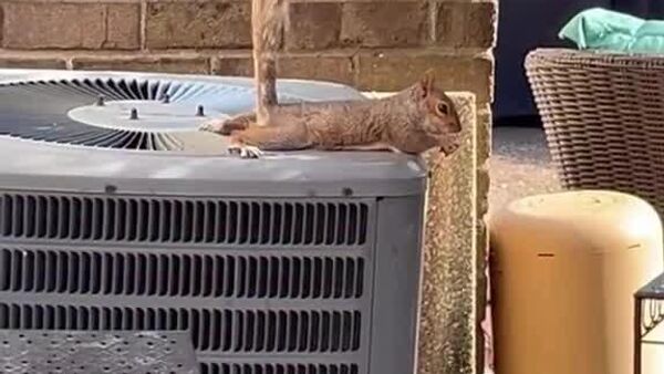 ▶ Un écureuil se rafraîchit comme un pro - Sputnik Afrique