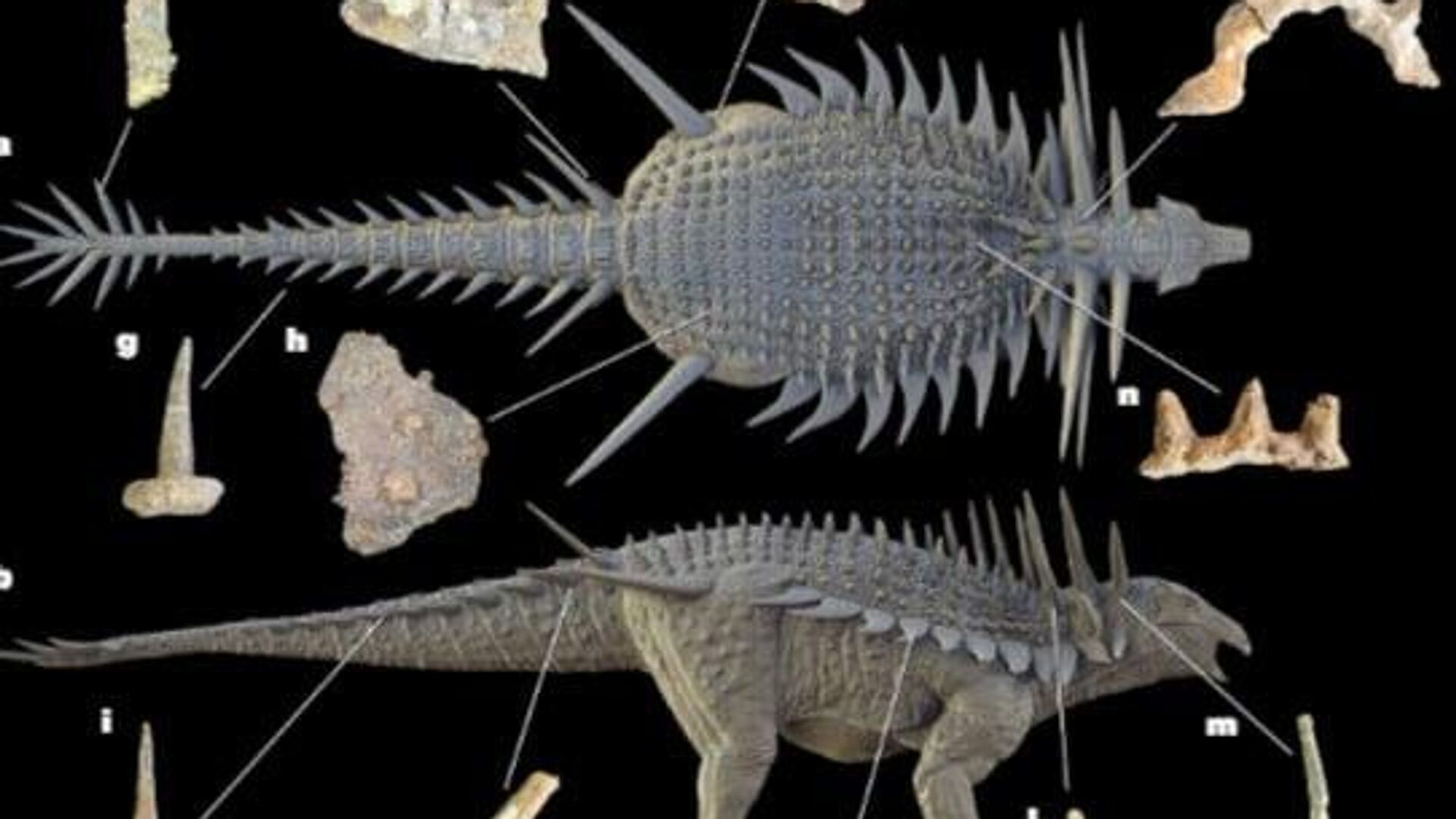 Spicomellus: Oldest & Most Elaborately Armored Ankylosaur Spicomellus: Oldest & Most Elaborately Armored Ankylosaur - Sputnik Africa, 1920, 28.08.2025
