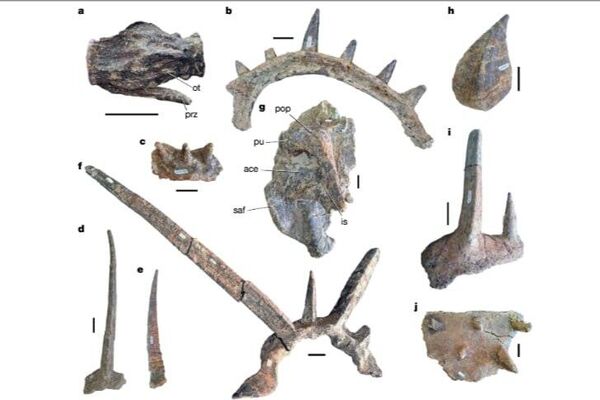 Spicomellus: Oldest & Most Elaborately Armored Ankylosaur Spicomellus: Oldest & Most Elaborately Armored Ankylosaur - Sputnik Africa