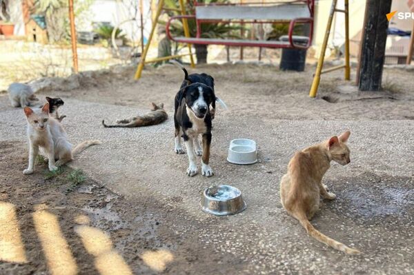 ▶ Au cœur de l'horreur, une compassion à toute épreuve: à Gaza, la dernière nourriture se partage avec les animaux - Sputnik Afrique