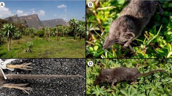 Une nouvelle espèce de musaraigne d’à peine 3 grammes découverte en Éthiopie - Sputnik Afrique