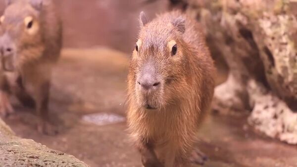 #viral | Moscow’s Beloved Capybaras Get Their Names From Kids - Sputnik Africa