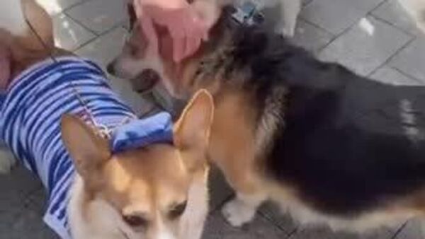 Un défilé de corgis déguisés à Moscou - Sputnik Afrique