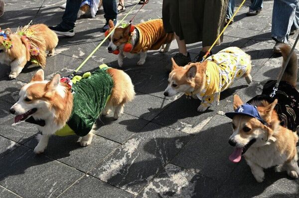 Un défilé de corgis déguisés à Moscou - Sputnik Afrique