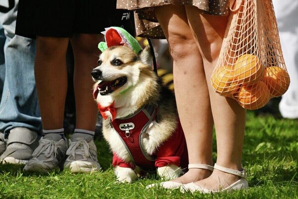 Un défilé de corgis déguisés à Moscou - Sputnik Afrique