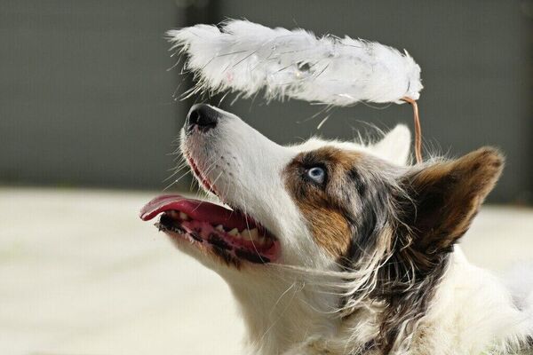 Un défilé de corgis déguisés à Moscou - Sputnik Afrique