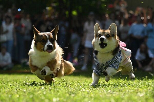 Un défilé de corgis déguisés à Moscou - Sputnik Afrique