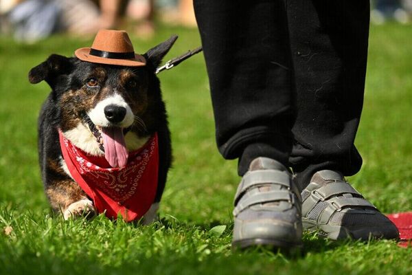 Un défilé de corgis déguisés à Moscou - Sputnik Afrique