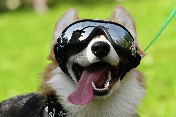 Un défilé de corgis déguisés à Moscou - Sputnik Afrique