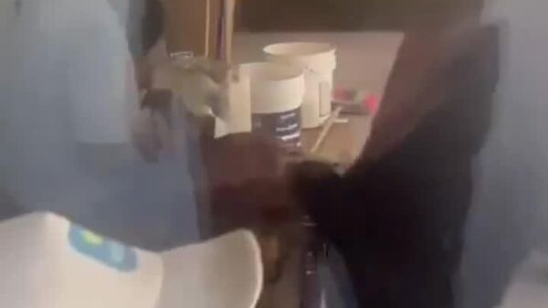 Quand un ours devient pickpocket - Sputnik Afrique