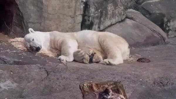 #viral | Monday Mood: Terpey the Bear from the Moscow Zoo - Sputnik Africa