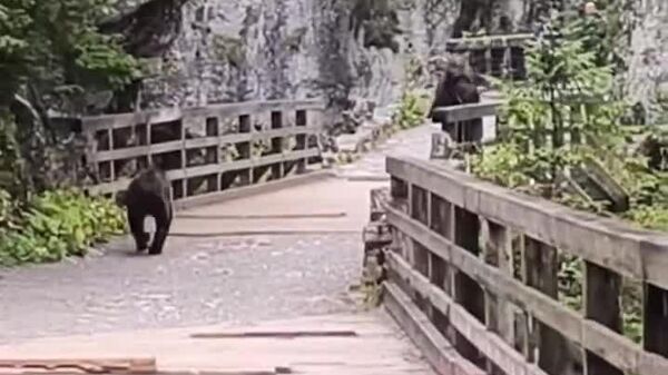 #viral | Bear Chases Tourist in Poland in Frightening Encounter - Sputnik Africa