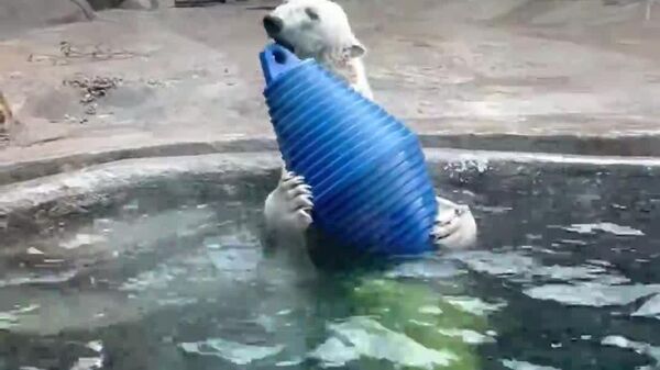 #viral ‍ Polar Bear Proves Age is Just a Number - Sputnik Africa