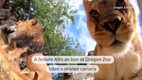 #viral | Female Lion Takes a Bite Out of Hidden Camera - Sputnik Africa