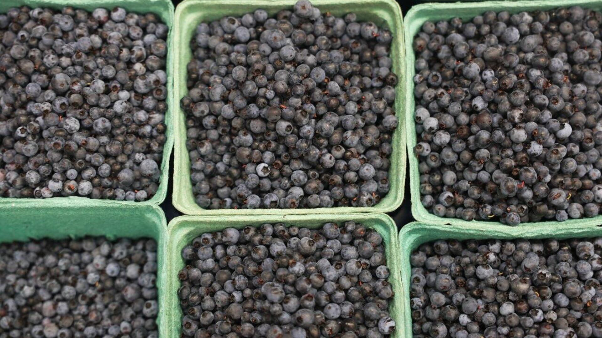 Paving the Way for Blueberry Exports: Zimbabwe Reaches Phytosanitary Agreement With China Paving the Way for Blueberry Exports: Zimbabwe Reaches Phytosanitary Agreement With China - Sputnik Africa, 1920, 05.09.2025