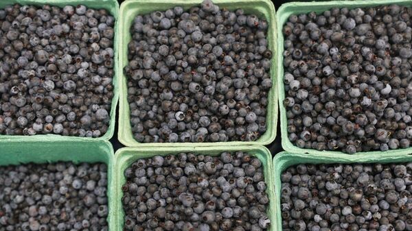 Paving the Way for Blueberry Exports: Zimbabwe Reaches Phytosanitary Agreement With China - Sputnik Africa