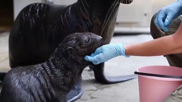 #viral | Moscow Zoo Welcomes a Curious Fur Seal Pup - Sputnik Africa