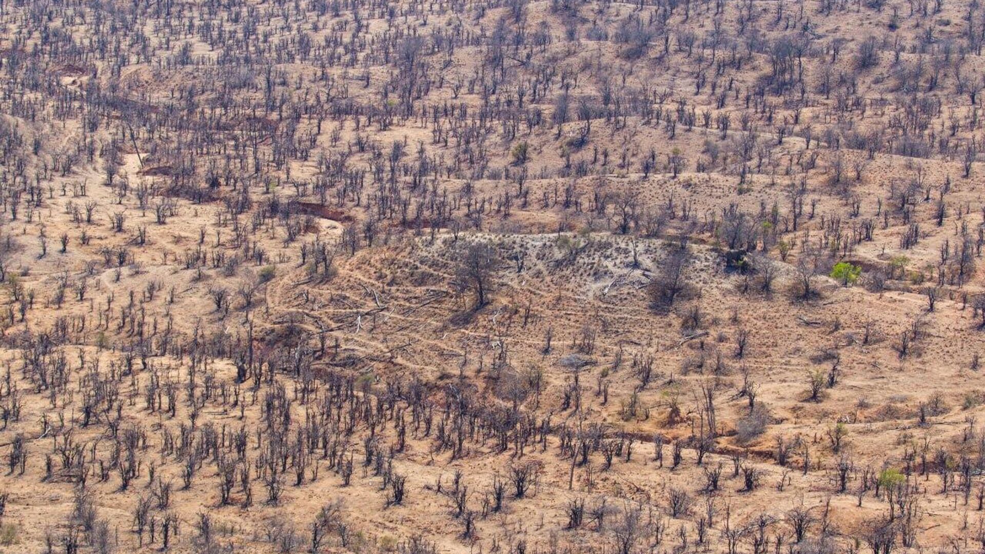 Zimbabwe to Fight Illicit Natural Resources Trade: Reports Zimbabwe to Fight Illicit Natural Resources Trade: Reports - Sputnik Africa, 1920, 05.09.2025
