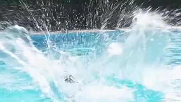 #viral | Dogs Dive Into German Pool Party - Sputnik Africa