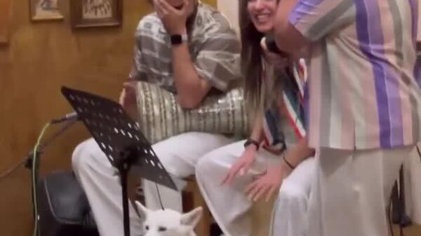 Un chien soliste imprévu dans un groupe égyptien devient le favori du public et star d'Internet - Sputnik Afrique