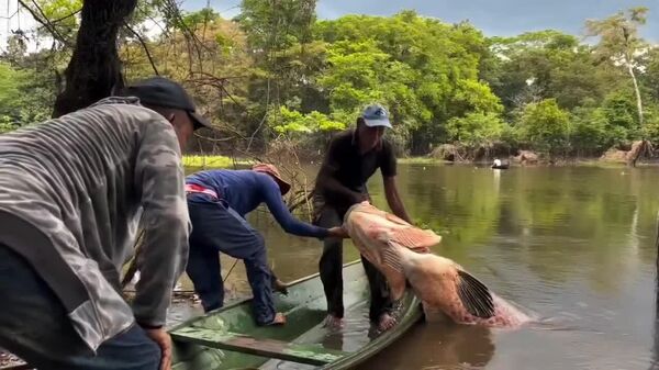 Un pêcheur en Amazonie voulait un petit poisson pour le dîner, il repart avec un pirarucu de 150 kg! - Sputnik Afrique